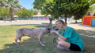 Kuşadası'nda orman yangınından kurtarılan köpek sağlığına kavuştu