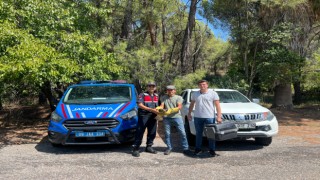 Yaralı şahin, jandarma ekiplerince kurtarıldı