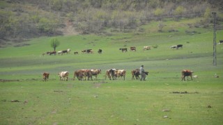 Aydın'da üreticilere hibe yem bitkisi tohumu dağıtılacak