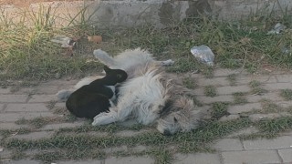 Nazilli'de sokak köpeği kediye annelik yapıyor