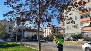 Didim Belediyesi ağaçların kış bakımlarını sürdürüyor