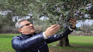 Nazilli Belediyesi’nden zeytin hasadı