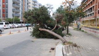 Devrilen ağaç yolu trafiğe kapattı
