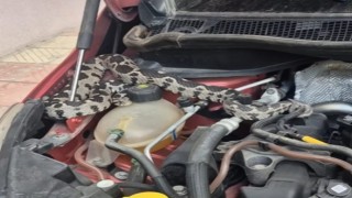 Aracın kaputundan bir metrelik engerek yılanı çıktı