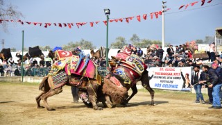 Atça'daki sezonun son deve güreşine yoğun ilgi