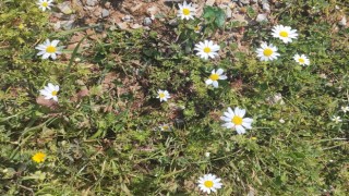 Baharı Müjdeleyen Cemre Toprağa Düştü 