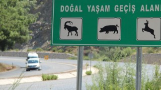 Güney Ege turizm karayolu yaban hayatını tehdit ediyor