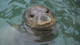 Nesli tükenme tehlikesi altında olan Akdeniz Foku Kuşadası’na misafir oldu