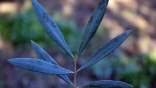 Zeytinde halkalı leke hastalığı ile mücadele çağrısı yapıldı