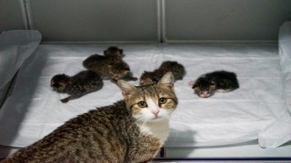 Akıllı kedi doğum için veterinere geldi