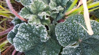 Aydın'da zirai don bekleniyor