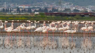 Flamingolar Söke Ovası’nı şenlendirdi