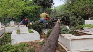 İncirliova'da mezarlıklarda devrilen ağaçlar kaldırılıyor