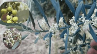 Zeytin güvesine karşı mücadele uyarısı