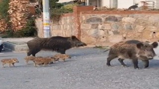 Doğa koruma ekipleri yaban domuzları için harekete geçti