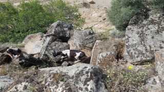 Kaybolan inekler, uçurumda bulundu