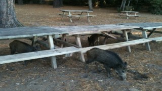 Kuşadası'nda sıra dışı olay: Tatilci kadının çantasını yaban domuzları kaçırdı