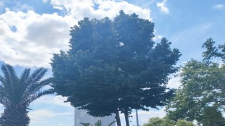 Nazilli Ihlamur Kokusuna Büründü