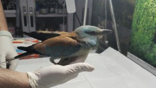 Nesli tükenmekte olan gökkuzgun Sırbistan'dan Denizli'ye uçtu