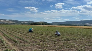 Pamuk üreticilerine "mücadele" çağrısı