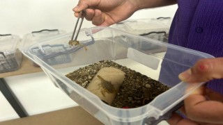 Sarı akrep ve zehir üretim tesisi kuruldu