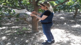 Söke’de sinek sayımları yapıldı