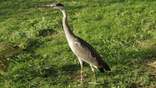 Yenipazar’a gelen gri balıkçıl kuşlar araştırma konusu oldu