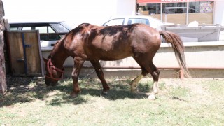 Ahırdan kaçan at ekiplere zor anlar yaşattı