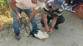 Ayağına ip dolanan leyleği vatandaşların dikkati kurtardı