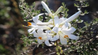 Aydın dağlarında akzambaklar çiçek açtı