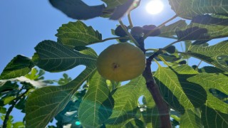 Aydın’da erkenci incirler çıktı
