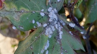 Aydın’da pamuk üreticilerini tedirgin eden zararlı 'Pamuk Unlubiti' tespit edildi