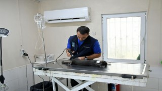 Başkan Günel, 5’inci kattan düşen kediye yaşam umudu oldu