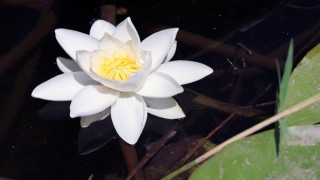 Bu çiçek, özellikleri ile dünyada tek