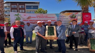 Buharkent’te domates fideleri üreticilere teslim edildi