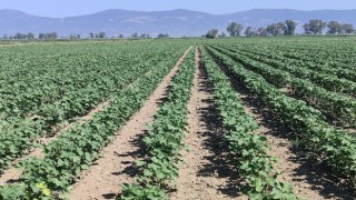 Didim’de pamuk zararlıları kontrol edildi