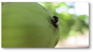 Nazilli'de incir siyah sineği ile mücadele çağrısı