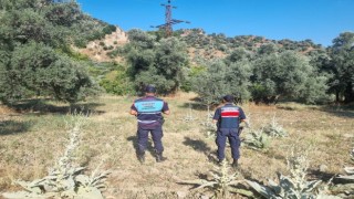 Ormanlık alanda mangal yakan 2 kişi yakalandı