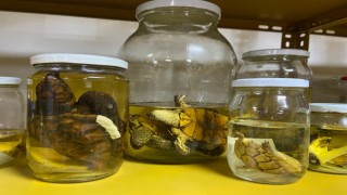 Yılan Müzesi, 185 sürüngen türüyle eğitim ve araştırma merkezine dönüştü