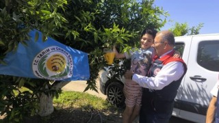 Aydın'da üreticilere 12 bin Akdeniz meyve sineği tuzağı teslim edildi