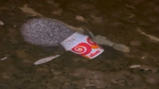 Dondurma kutusuna kafası sıkışan kirpiyi itfaiye kurtardı