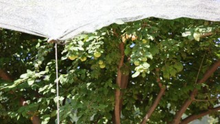 Geçen yıl toplanmayan meyveler bu yıl kıt olunca koruma altına alındı