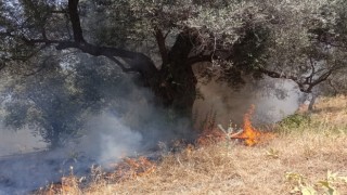 Köşk’teki zirai alan yangını büyümeden söndürüldü