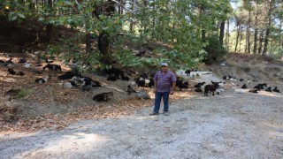 Koyun, keçi ve çobanların kıymeti bilinmedi, ülkenin en büyük sorunu yangınlar oldu