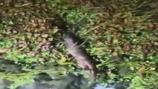 Nesli tükenme tehlikesindeki Su Samuru görüntülendi