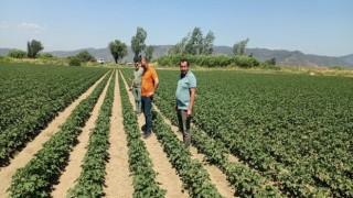 Söke’de ayçiçeği ve pamuk tarlaları incelendi