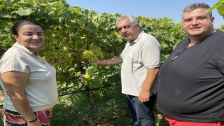 40 yaşından sonra okuyup kalıntısız üzüm yetiştirdi