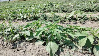 Alternatif ürün susamda kontroller yapıldı