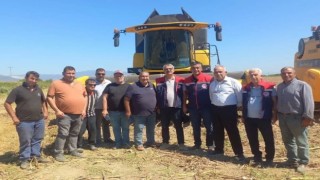 Aydın'da ayçiçeği hasadı başladı