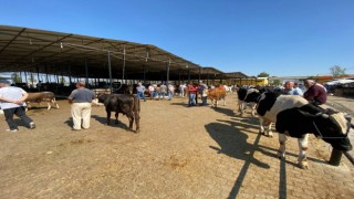 Aydın’da canlı hayvan nakliyesi ile ilgili eğitim verilecek